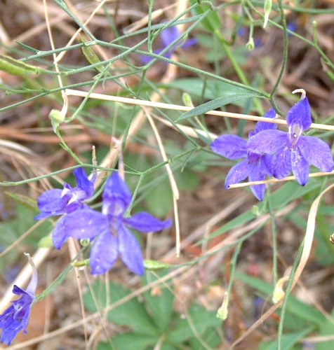 Consolida regalis e Delphinium fissum